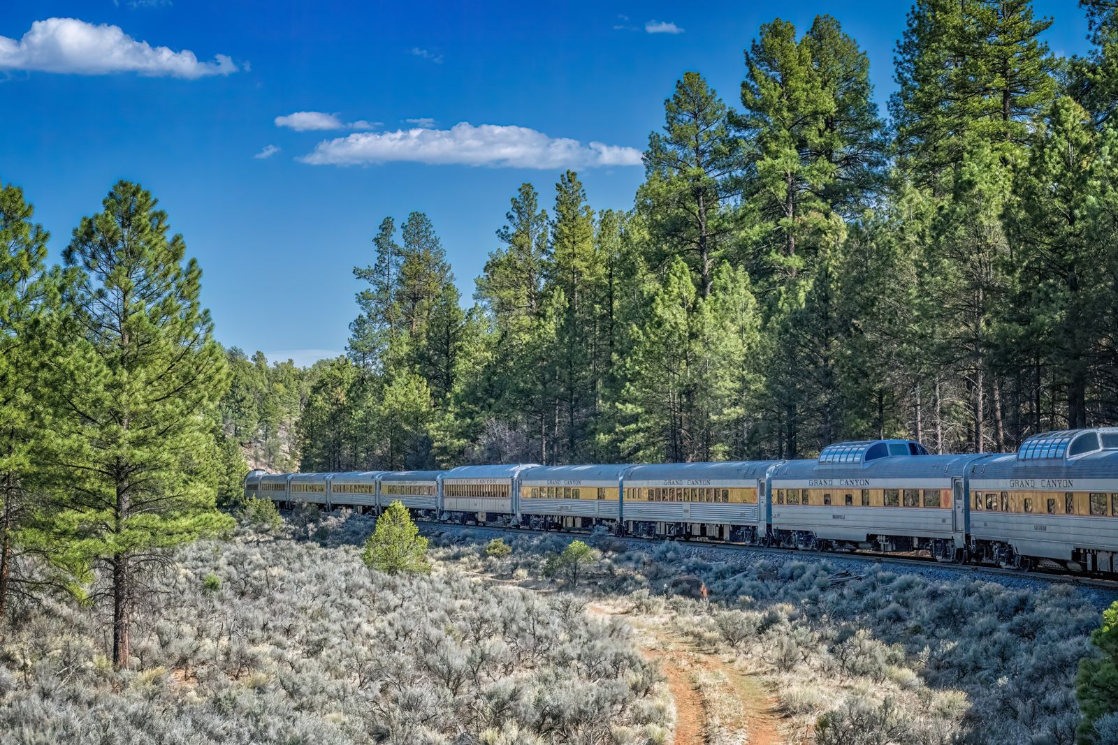 A passenger train curving through ponderosa pines under a blue sky